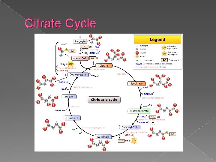 Citrate Cycle 