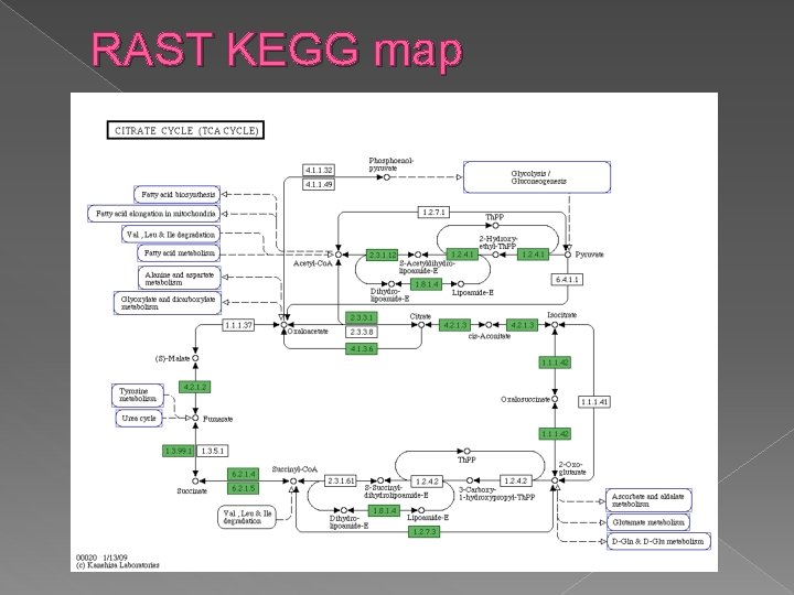 RAST KEGG map 