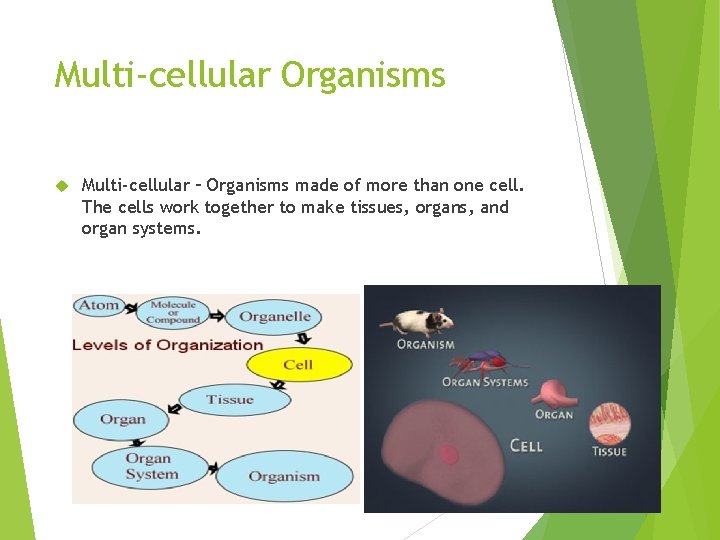 Multi-cellular Organisms Multi-cellular – Organisms made of more than one cell. The cells work