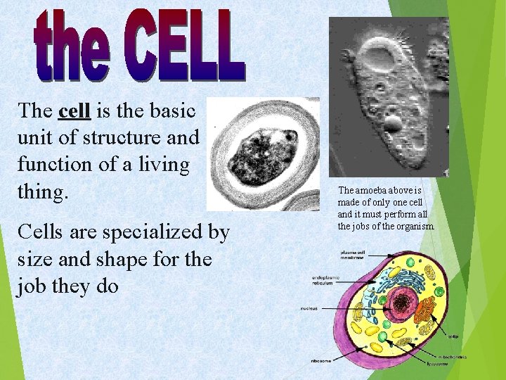 The cell is the basic unit of structure and function of a living thing.