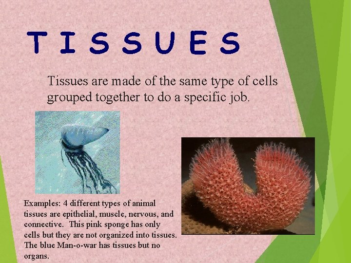 T I S S U E S Tissues are made of the same type