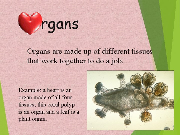 Organs are made up of different tissues that work together to do a job.