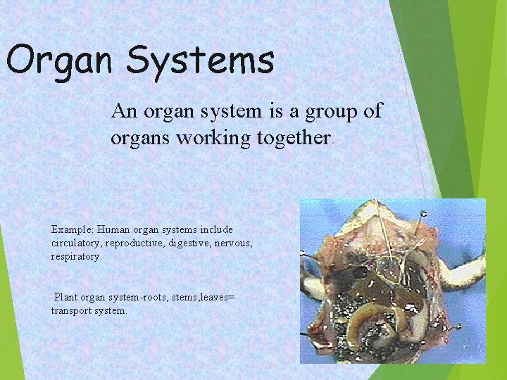 Organ Systems An organ system is a group of organs working together. Example: Human