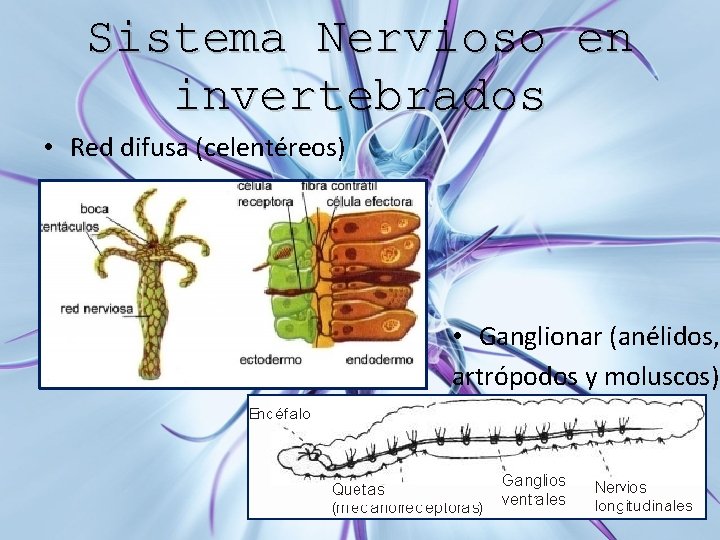 Sistema Nervioso en invertebrados • Red difusa (celentéreos) • Ganglionar (anélidos, artrópodos y moluscos)