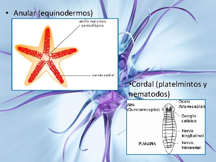 • Anular (equinodermos) • Cordal (platelmintos y nematodos) 