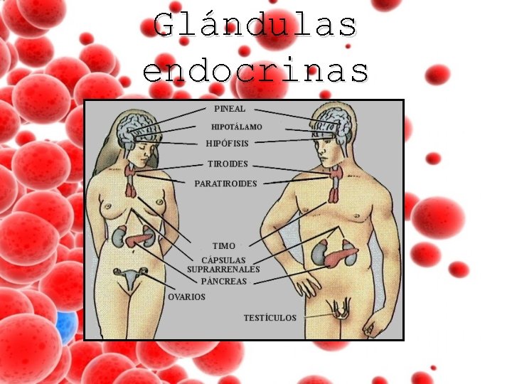 Glándulas endocrinas 