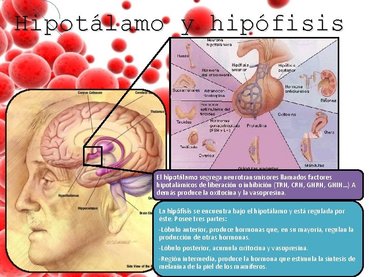 Hipotálamo y hipófisis El hipotálamo segrega neurotransmisores llamados factores hipotalámicos de liberación o inhibición