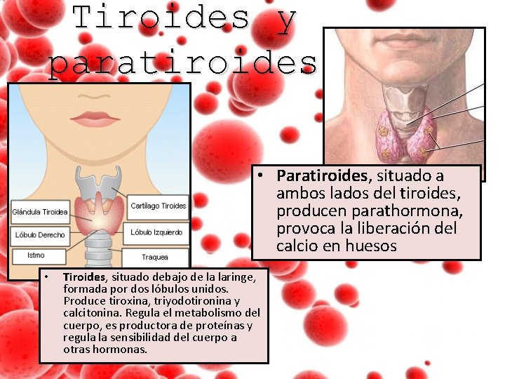 Tiroides y paratiroides • Paratiroides, situado a ambos lados del tiroides, producen parathormona, provoca