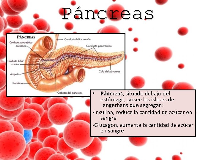 Páncreas • Páncreas, situado debajo del estómago, posee los islotes de Langerhans que segregan: