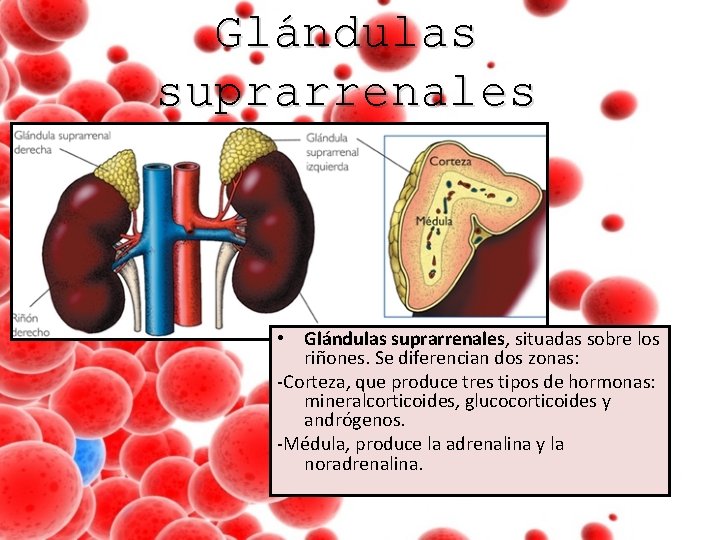 Glándulas suprarrenales • Glándulas suprarrenales, situadas sobre los riñones. Se diferencian dos zonas: -Corteza,