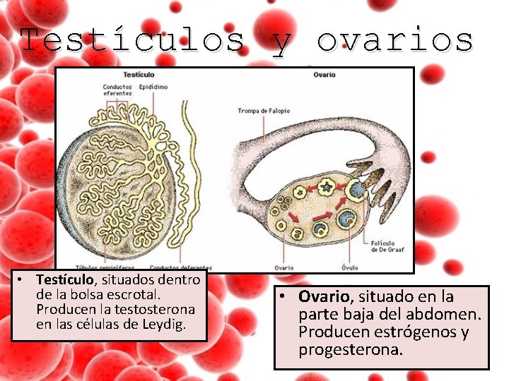 Testículos y ovarios • Testículo, situados dentro de la bolsa escrotal. Producen la testosterona