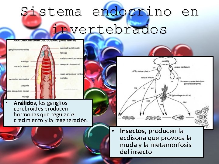 Sistema endocrino en invertebrados • Anélidos, los ganglios cerebroides producen hormonas que regulan el