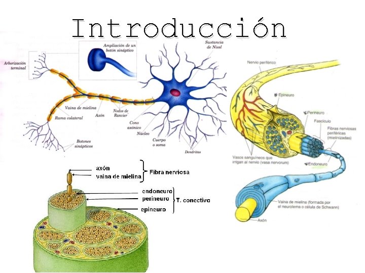 Introducción 