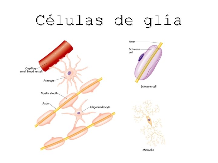 Células de glía 