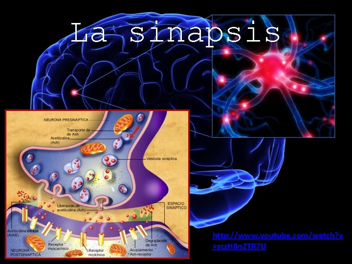 La sinapsis http: //www. youtube. com/watch? v =scz. H 8 n 2 TR 7