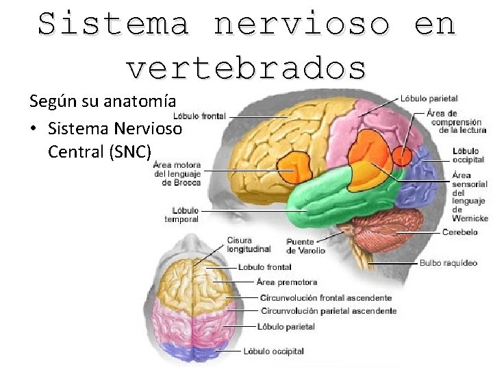 Sistema nervioso en vertebrados Según su anatomía • Sistema Nervioso Central (SNC) 