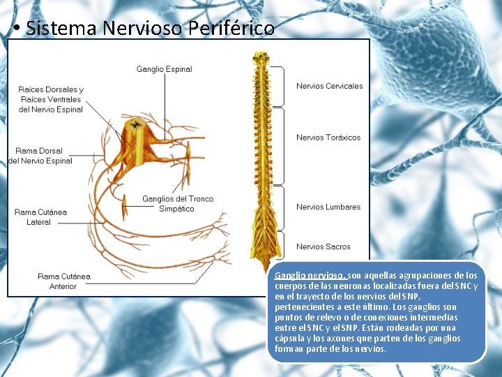  • Sistema Nervioso Periférico Ganglio nervioso, son aquellas agrupaciones de los cuerpos de