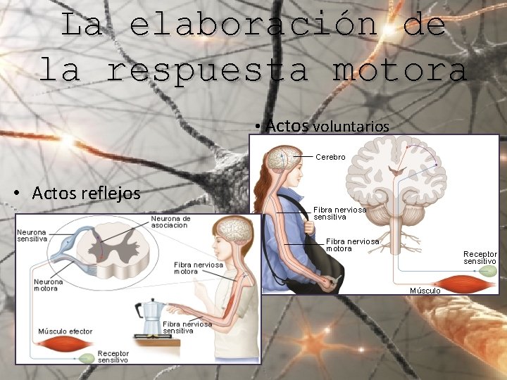 La elaboración de la respuesta motora • Actos voluntarios • Actos reflejos 