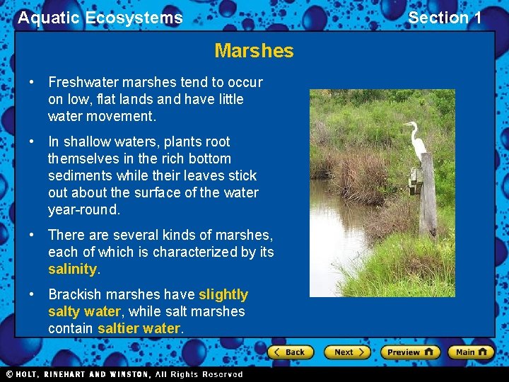 Aquatic Ecosystems Section 1 Marshes • Freshwater marshes tend to occur on low, flat