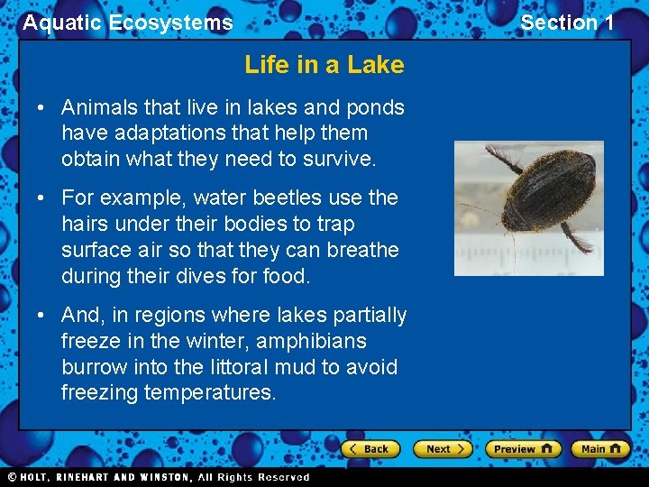 Aquatic Ecosystems Section 1 Life in a Lake • Animals that live in lakes