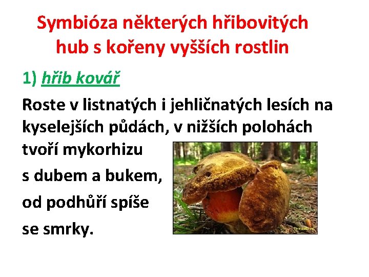 Symbióza některých hřibovitých hub s kořeny vyšších rostlin 1) hřib kovář Roste v listnatých