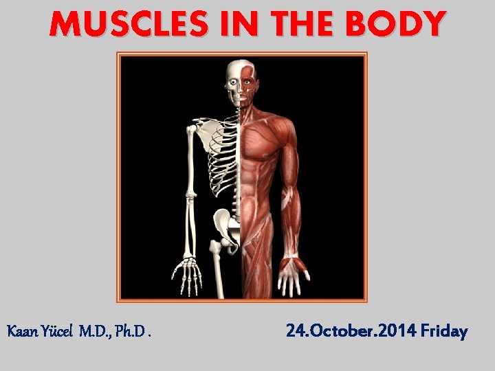MUSCLES IN THE BODY Kaan Yücel M. D. , Ph. D. 24. October. 2014