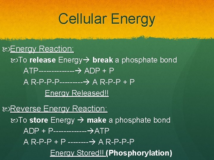 Cellular Energy Reaction: To release Energy break a phosphate bond ATP------- ADP + P