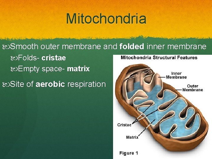 Mitochondria Smooth outer membrane and folded inner membrane Folds- cristae Empty space- matrix Site