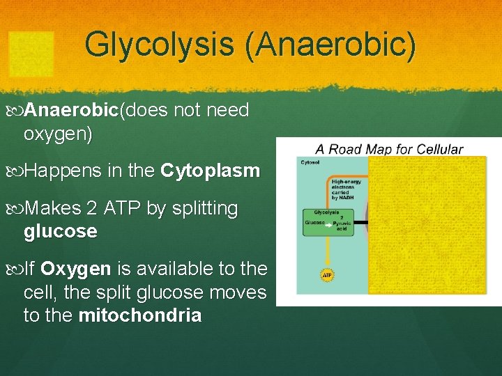 Glycolysis (Anaerobic) Anaerobic(does not need oxygen) Happens in the Cytoplasm Makes 2 ATP by