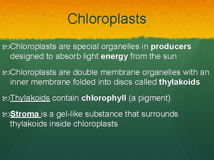 Chloroplasts are special organelles in producers designed to absorb light energy from the sun