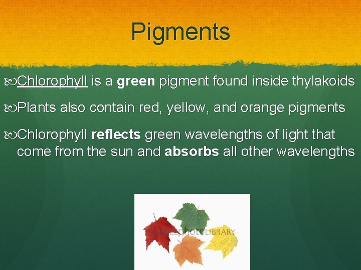 Pigments Chlorophyll is a green pigment found inside thylakoids Plants also contain red, yellow,