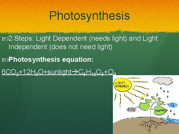 Photosynthesis 2 Steps: Light Dependent (needs light) and Light Independent (does not need light)