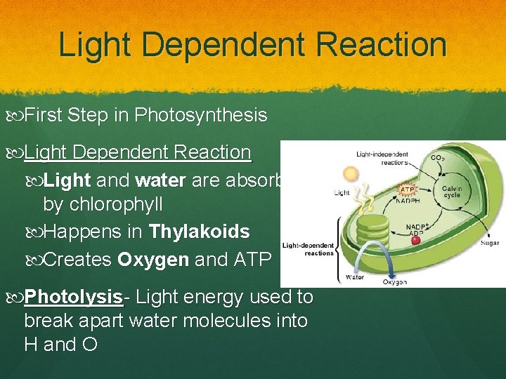 Light Dependent Reaction First Step in Photosynthesis Light Dependent Reaction Light and water are