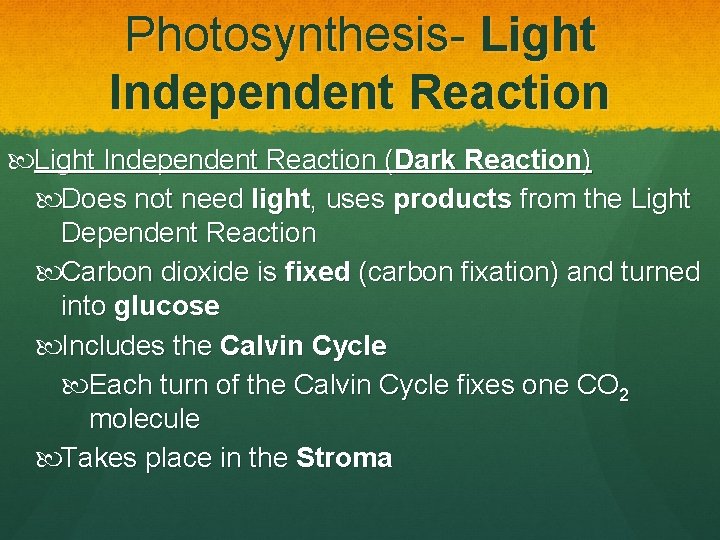 Photosynthesis- Light Independent Reaction (Dark Reaction) Does not need light, uses products from the