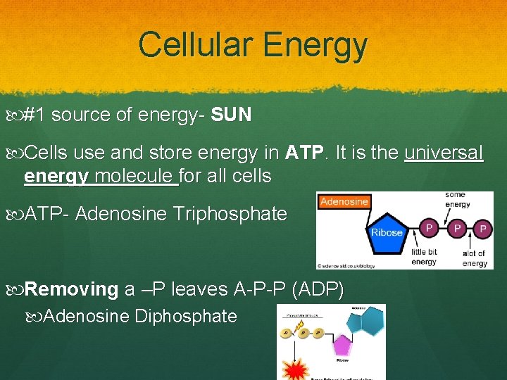 Cellular Energy #1 source of energy- SUN Cells use and store energy in ATP.