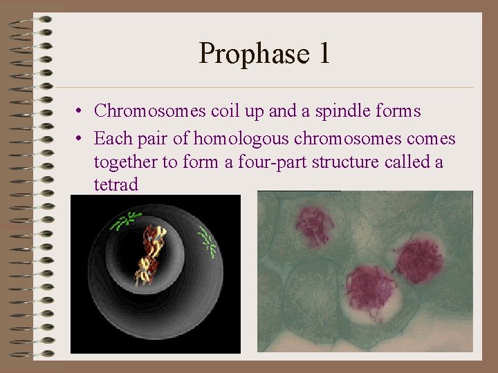 Prophase 1 • Chromosomes coil up and a spindle forms • Each pair of