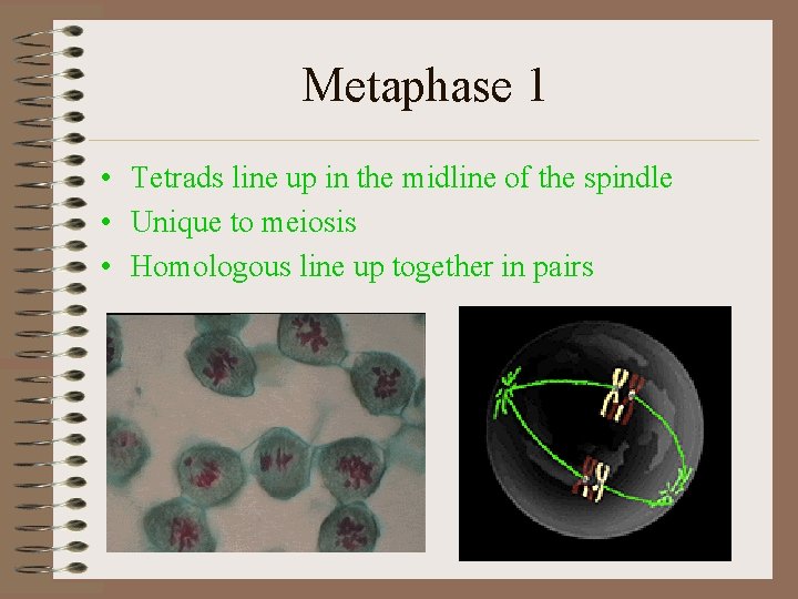 Metaphase 1 • Tetrads line up in the midline of the spindle • Unique