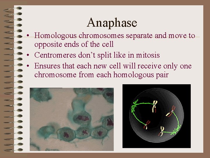 Anaphase • Homologous chromosomes separate and move to opposite ends of the cell •