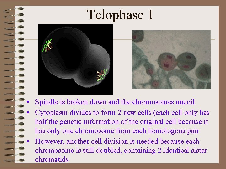 Telophase 1 • Spindle is broken down and the chromosomes uncoil • Cytoplasm divides