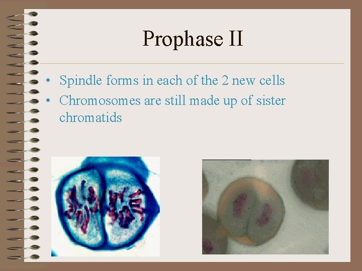 Prophase II • Spindle forms in each of the 2 new cells • Chromosomes