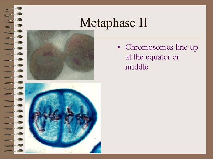 Metaphase II • Chromosomes line up at the equator or middle 