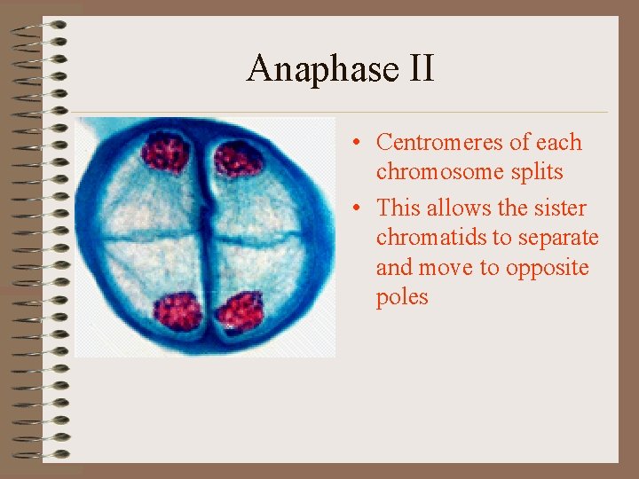 Anaphase II • Centromeres of each chromosome splits • This allows the sister chromatids
