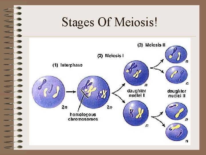 Stages Of Meiosis! 