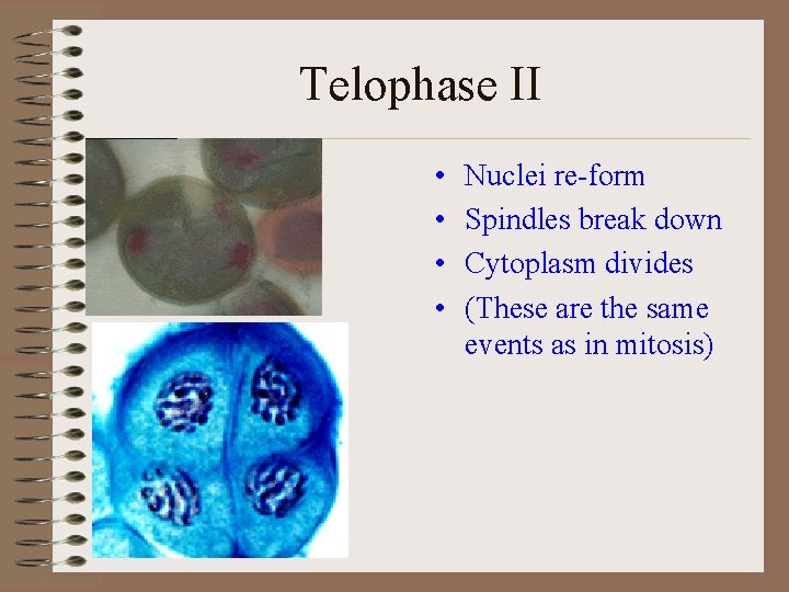 Telophase II • • Nuclei re-form Spindles break down Cytoplasm divides (These are the
