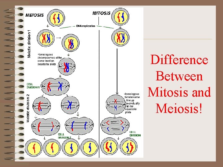 Difference Between Mitosis and Meiosis! 