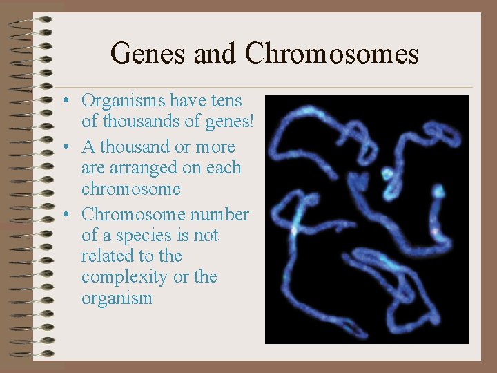 Genes and Chromosomes • Organisms have tens of thousands of genes! • A thousand