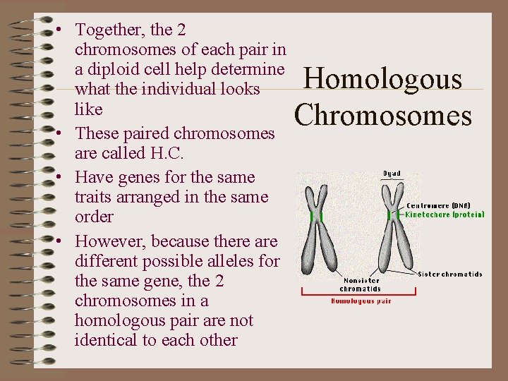  • Together, the 2 chromosomes of each pair in a diploid cell help