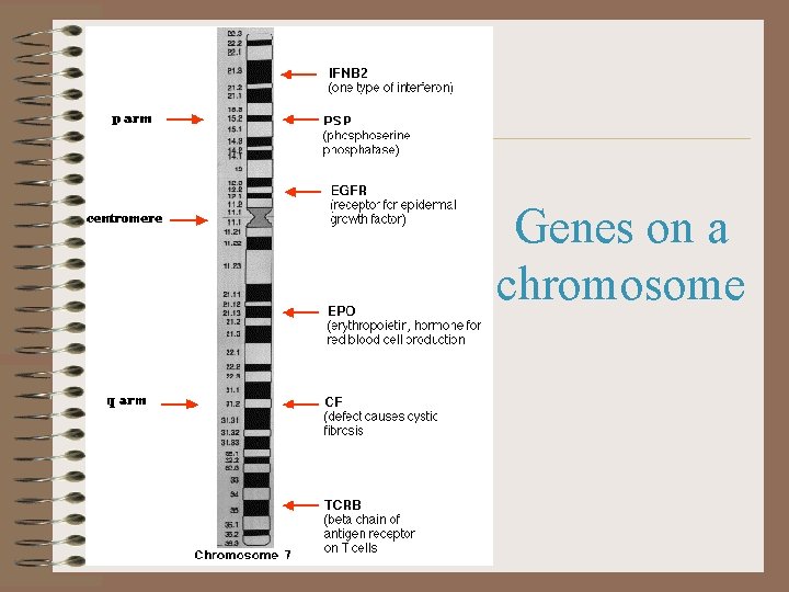Genes on a chromosome 