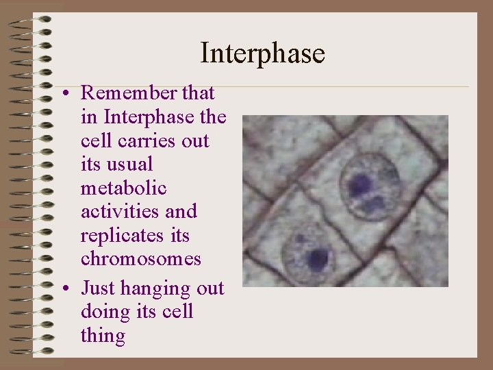 Interphase • Remember that in Interphase the cell carries out its usual metabolic activities