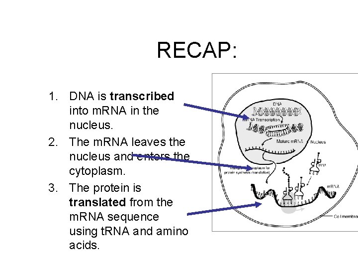 RECAP: 1. DNA is transcribed into m. RNA in the nucleus. 2. The m.